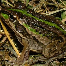 Frogs keep secrets to help people conquer the universe