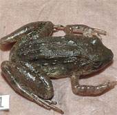 Frogs lay the only tadpoles on the planet