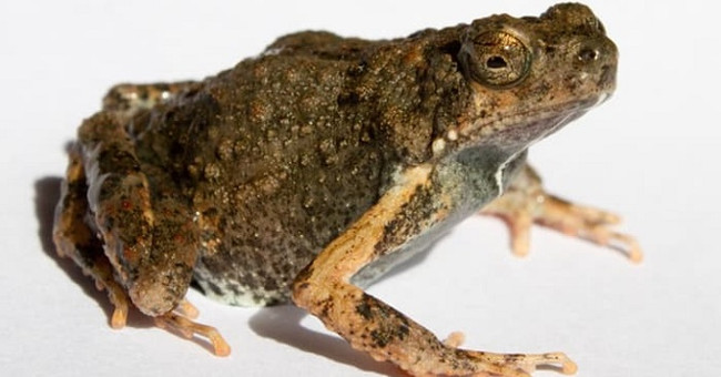 'Frog's lubrication' can heal wounds