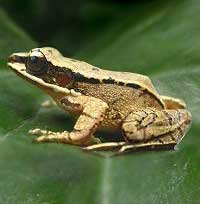 Frogs make an ultrasonic cry