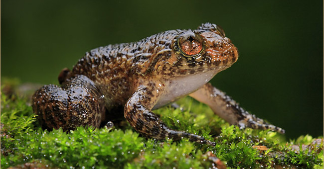 Frogs mate with no body contact
