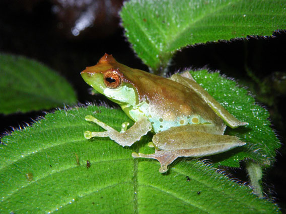 Frogs sing like birds in Vietnam