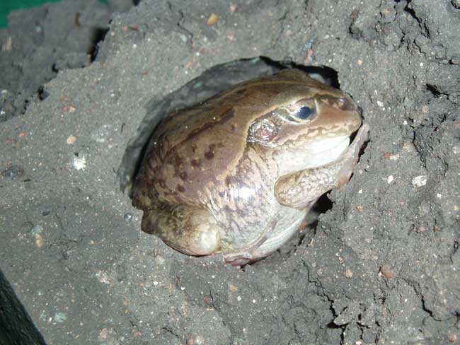 Frogs sleep in mud