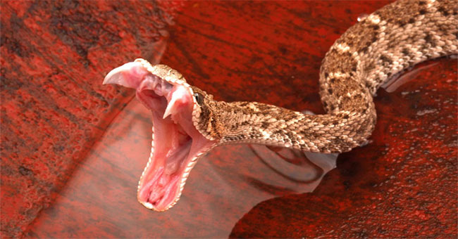 Frogs, snakes, lizards ... have extremely dangerous venom but why don't they harm themselves?