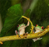 Frogs use leaves to cover rain for their partners