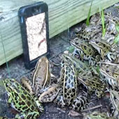 Frogs watch videos on phones