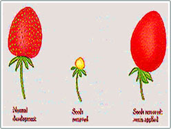 From auxin growth stimulant to herbicide