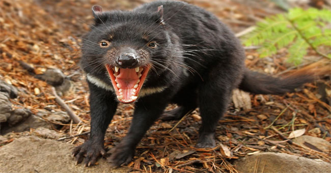 From milk from the Tasmanian devil to super antibiotic