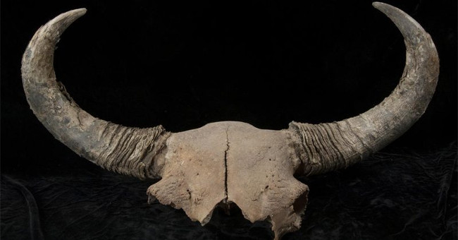 From the bison, learn more about the first person to set foot in America