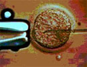 Frozen eggs fertilize in vitro as well as regular eggs