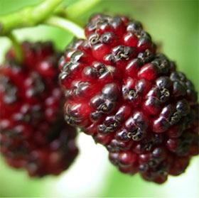 Fruit accumulation through world folk tales