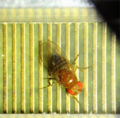 Fruit flies also know 'think' before acting