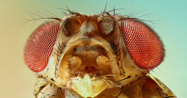 Fruit flies - animals that contribute to six Nobel prizes