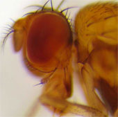 Fruit flies detect cancer cells