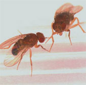 Fruit flies die early because they cannot be loved