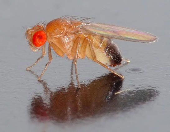 Fruit flies return to Africa