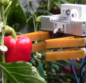 Fruit harvesting robot