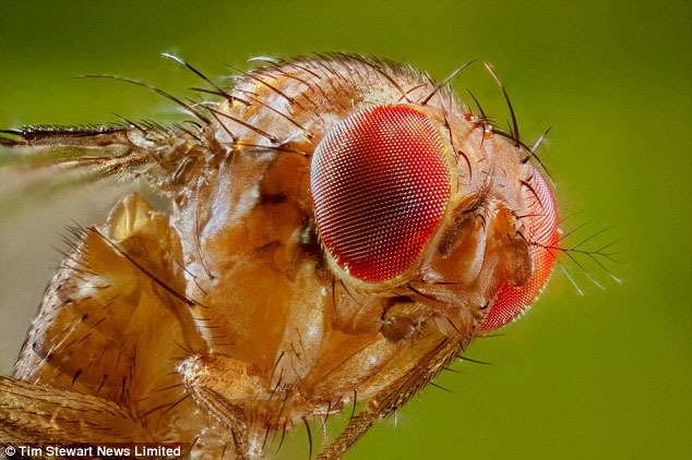 Fruit-devouring fruit flies in England