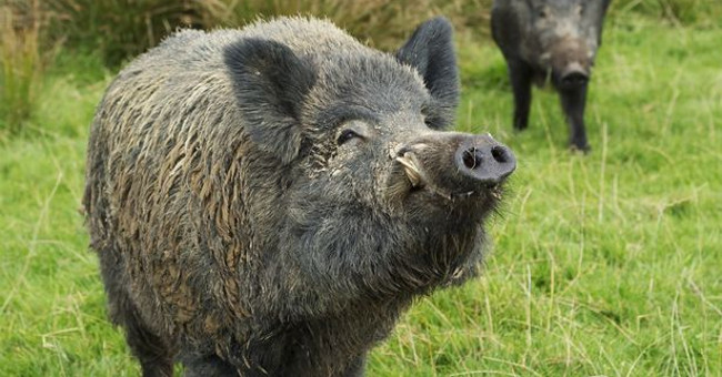 Fukushima is flooded with radioactive wild boar