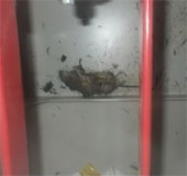 Fukushima nuclear plant lost power due to ... mouse