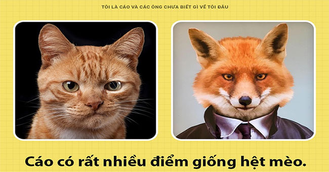 Fun fact interesting about foxes