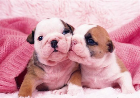 Funny animal kisses