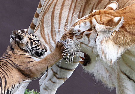 Funny animals