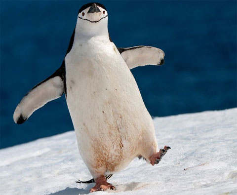 Funny moments of animals