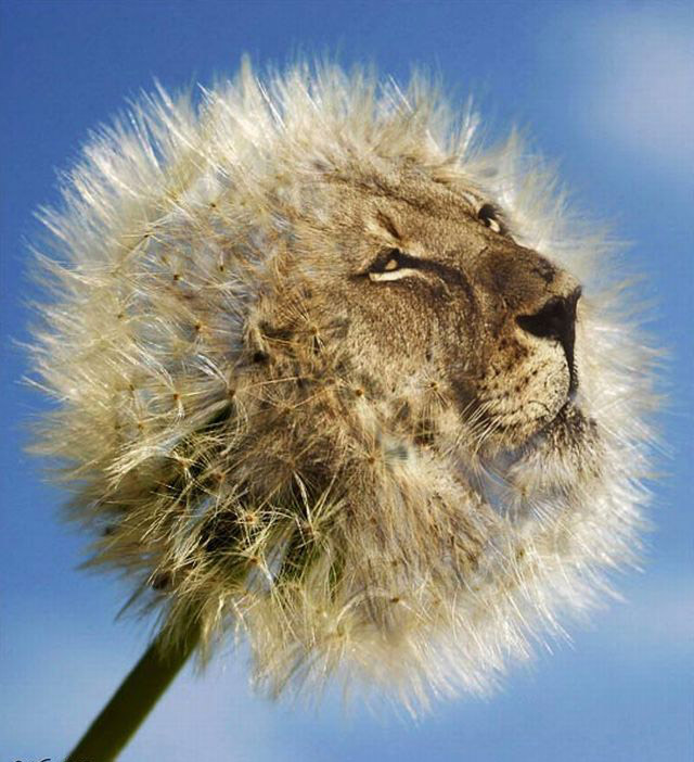 Funny pictures from animals and plants