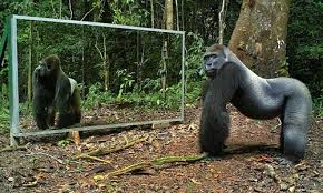 Funny reaction of animals when first mirroring