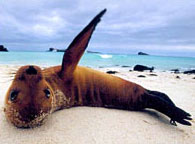 Galapagos beach stinks because ... sea lions
