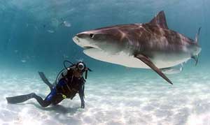 Galeocerdo leopard shark cuvieri