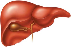 Gan - 'hero' against toxins