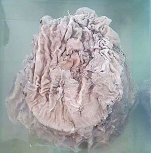 Ganoderma 25kg price is estimated at nearly one billion USD