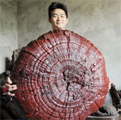 Ganoderma has a diameter of nearly one meter
