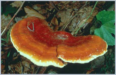 Ganoderma lucidum (Ganoderma lucidum)