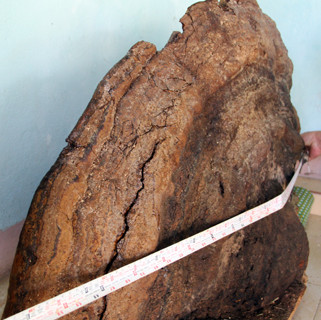 Ganoderma weighs half a pound, 5 people alternate in the forest