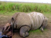 Garamba National Park (Daia)