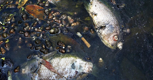 Garbage and organisms expose belly on the surface of Hanoi lake