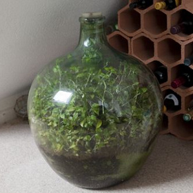 Garden in glass jar