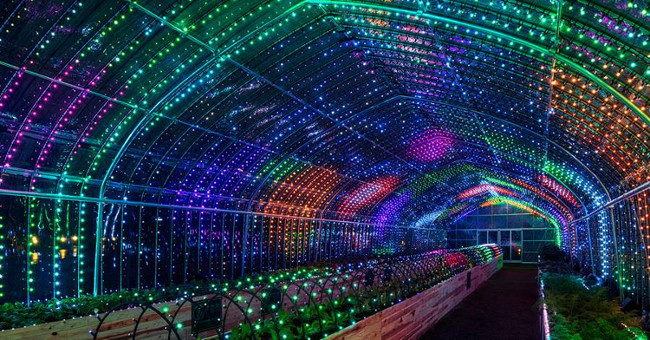 Garden of digital vegetables is unique in Japan