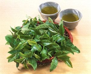 Gargling with green tea leaves can prevent the flu