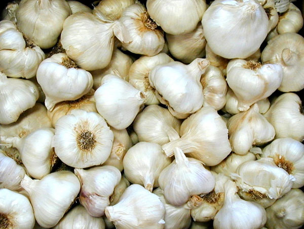 Garlic is 100 times more effective than antibiotics