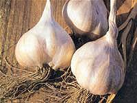 Garlic: Medication for the heart