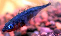 Gasterosteus sticklebacks