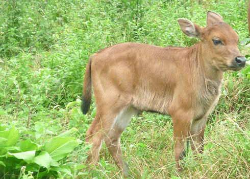 'Gaur's genetic resources are very rare'