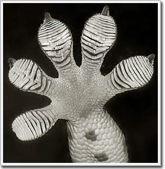 Gecko feet form the idea for biodegradable medical bandages
