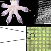 Gecko hand glove