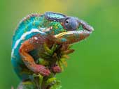 Gecko species have the ability to