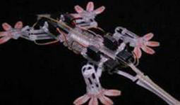 Gecko work